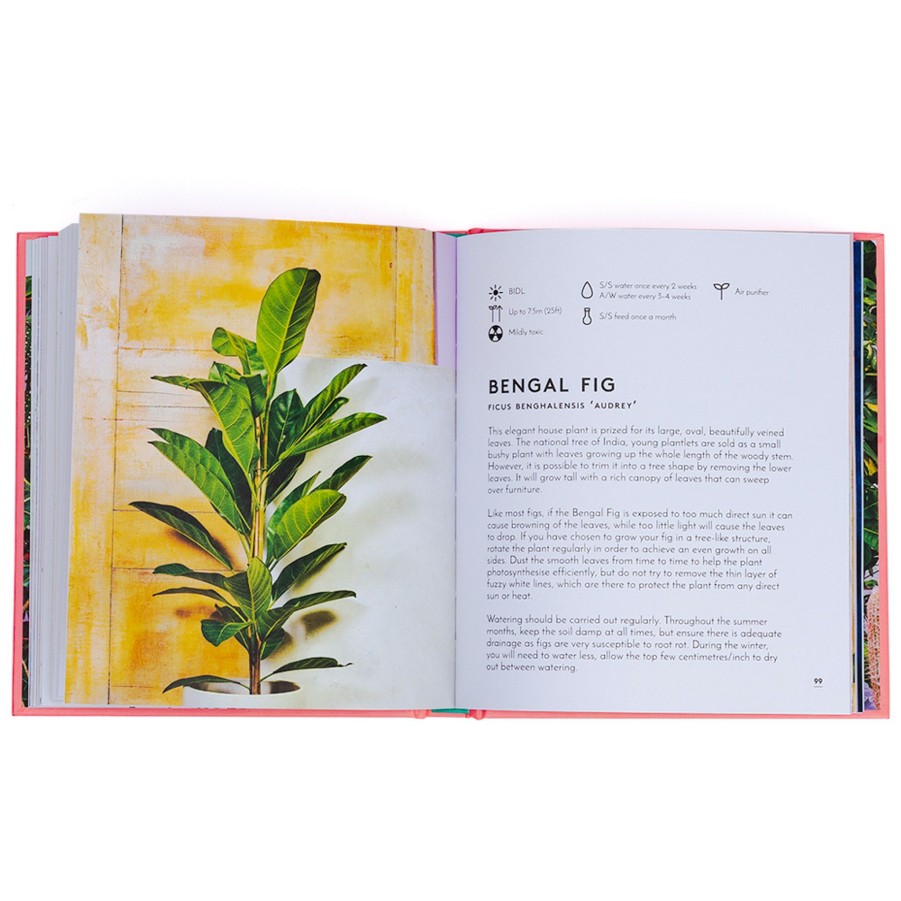 * Books | Little Book, Big Plants By Emma Sibley